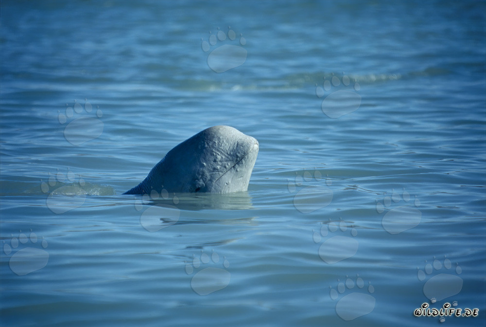 Young Beluga whale curiously looks out of the clear water