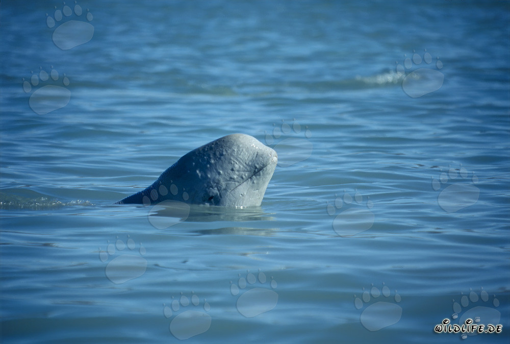 Giovane balenottera beluga osserva curiosamente il suo ambiente
