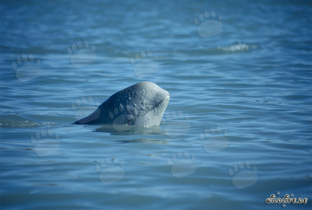 Jeune baleine beluga observant curieusement son environnement