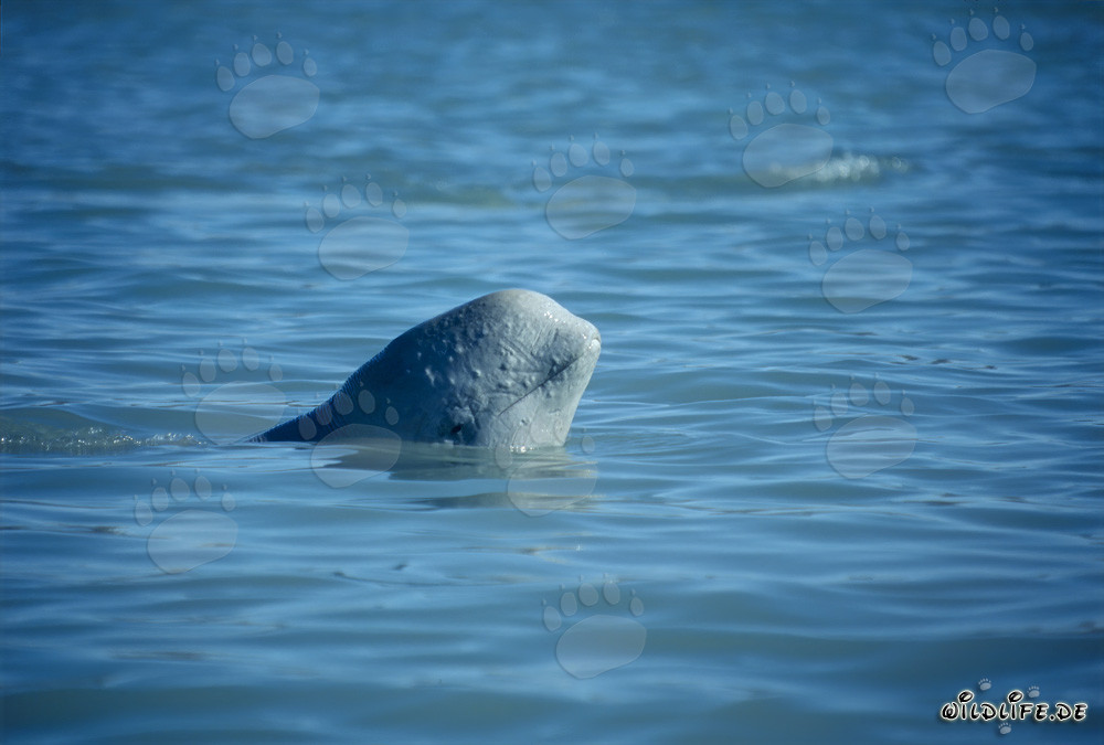 Joven ballena beluga observa curiosamente su entorno