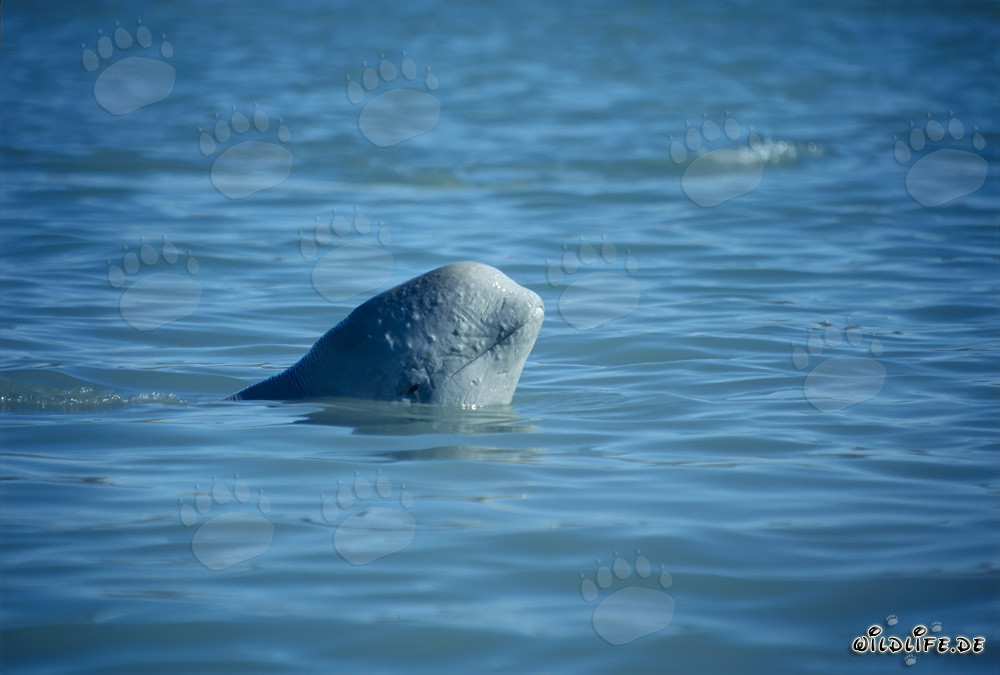 Junges Beluga-Walbaby beobachtet neugierig seine Umgebung