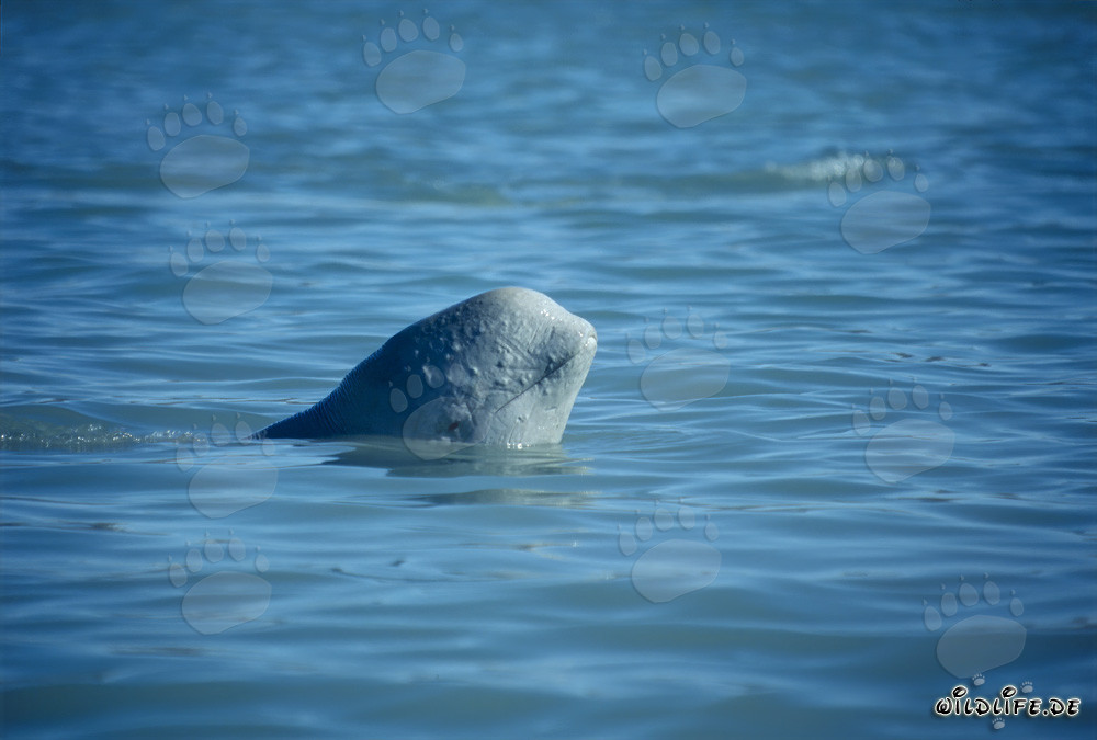 Young Beluga whale baby curiously observes its surroundings