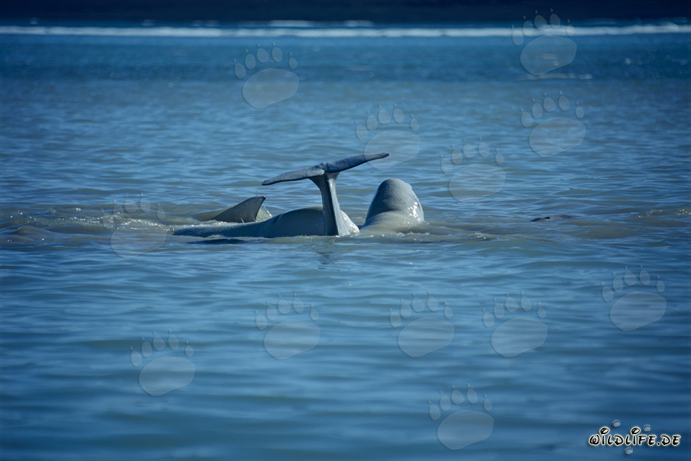 Beluga whales in the Arctic Ocean
