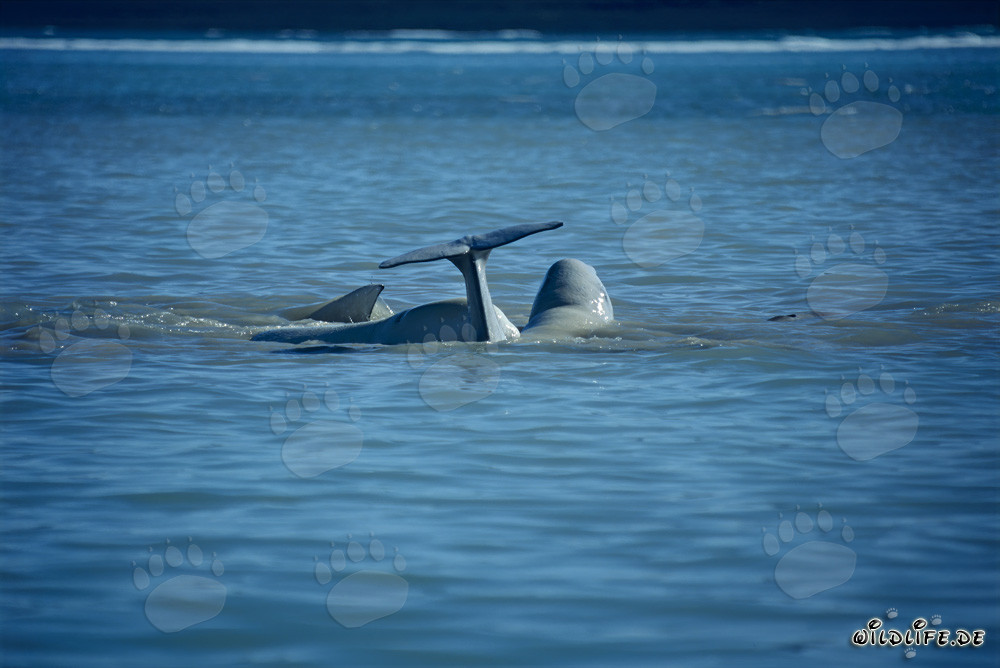 Belugas im arktischen Meer