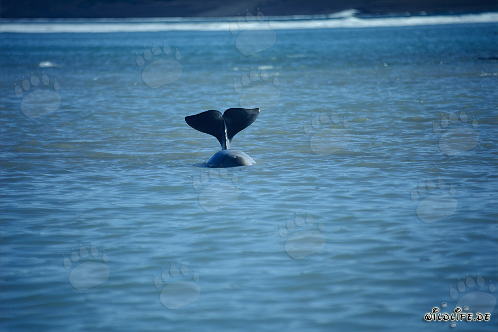 Queue de baleine béluga à Cunningham Inlet, île Somerset
