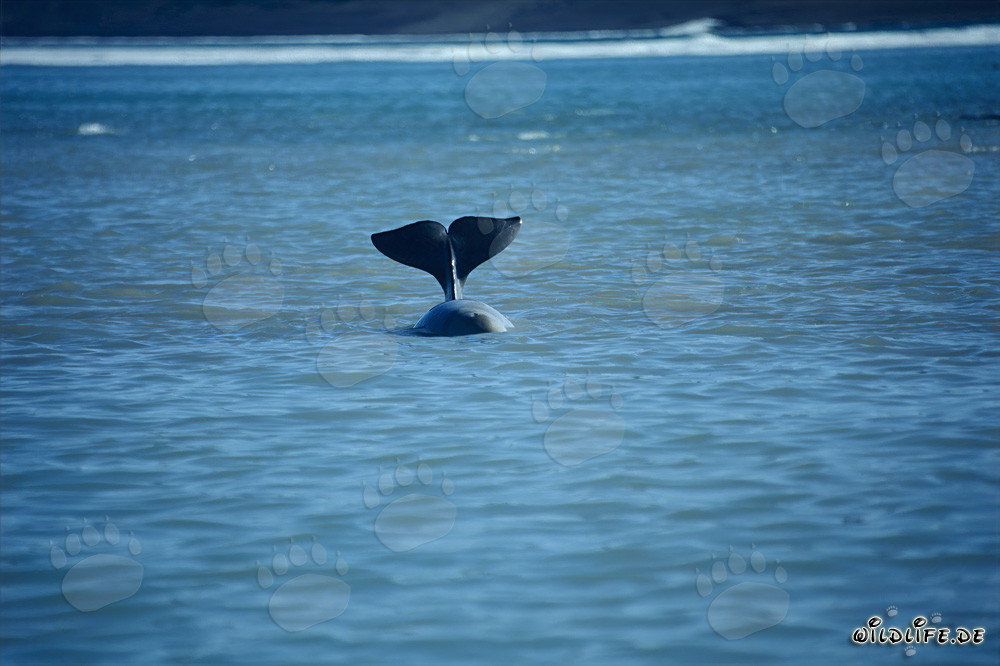 Pinna della balena beluga a Cunningham Inlet, isola di Somerset