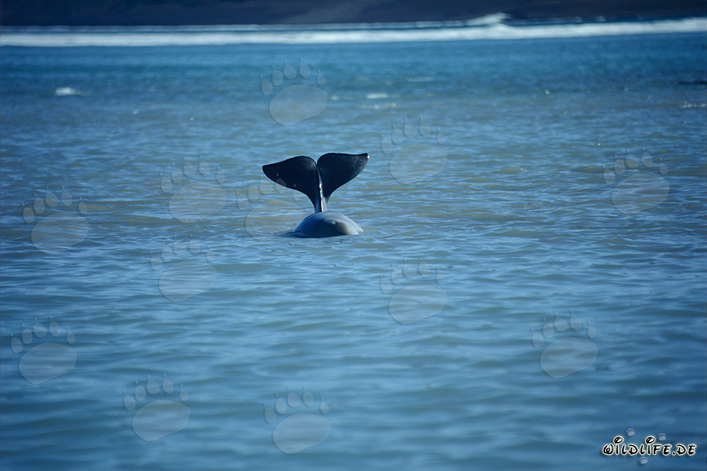 Beluga Whale Fluke at Cunningham Inlet, Somerset Island