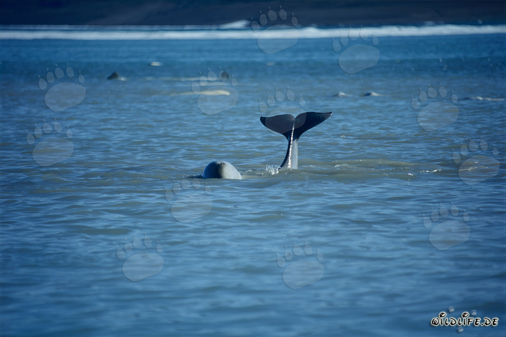 Giovane beluga coda emerge dall'acqua
