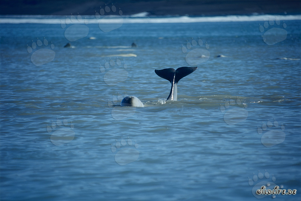 Joven beluga cola emerge del agua