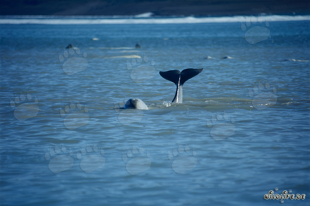 Junge Beluga Wal Schwanzflosse ragt aus dem Wasser