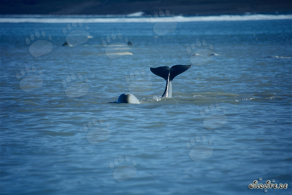 Fluke of a young beluga whale out of the water
