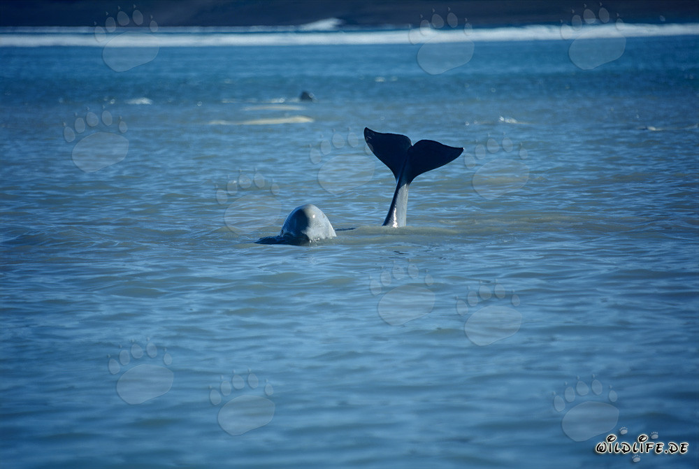 Impresionante aleta caudal de beluga