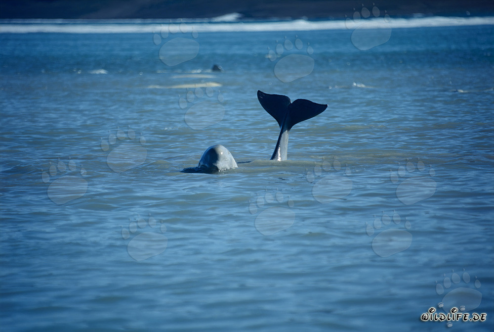 Impressive Beluga Whale Fluke