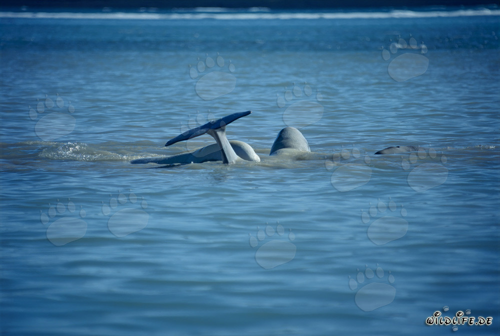 Graceful beluga whales swimming on the water surface