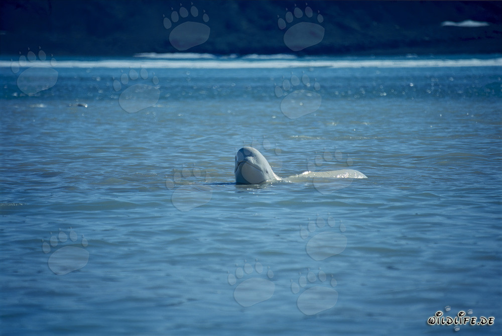 Baleine béluga majestueuse émerge de l'eau