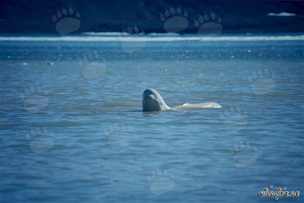 Ballena beluga majestuosa emerge del agua