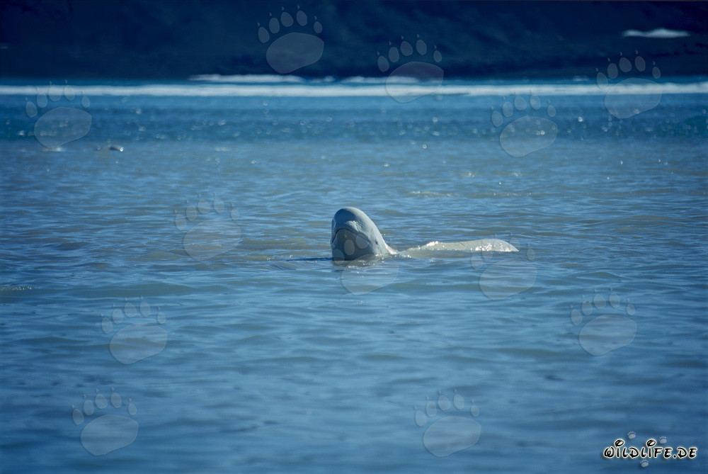 Maestoso beluga emerge dall'acqua