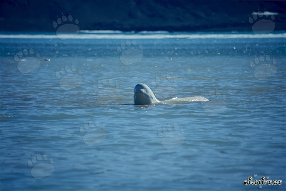 Majestätischer Beluga Wal taucht aus dem Wasser auf