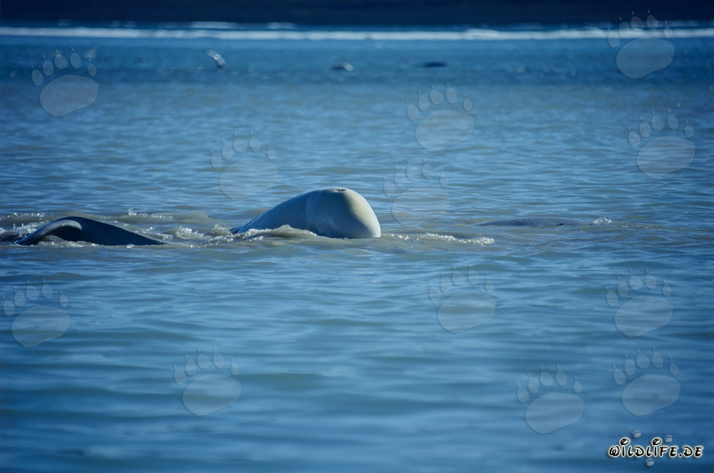 Beluga whales in the Arctic swimming in Cunningham Inlet on Somerset Island
