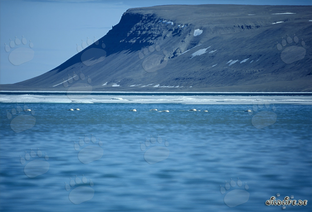 Beluga nell'acqua di fusione a Cunningham Inlet