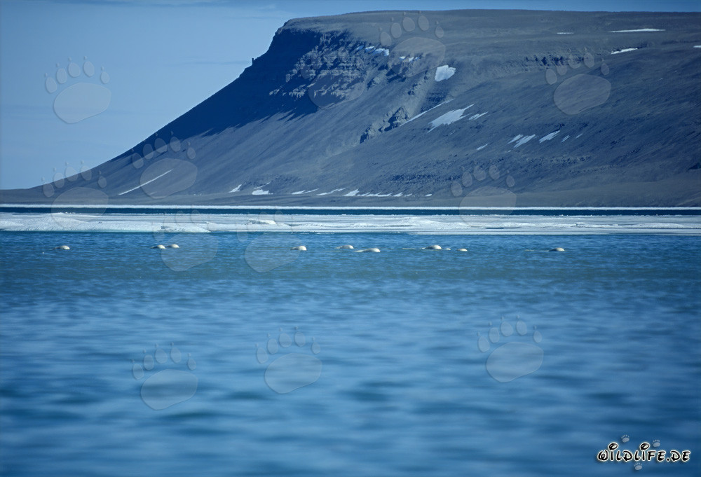 Beluga Whales in the Melt Water at Cunningham Inlet