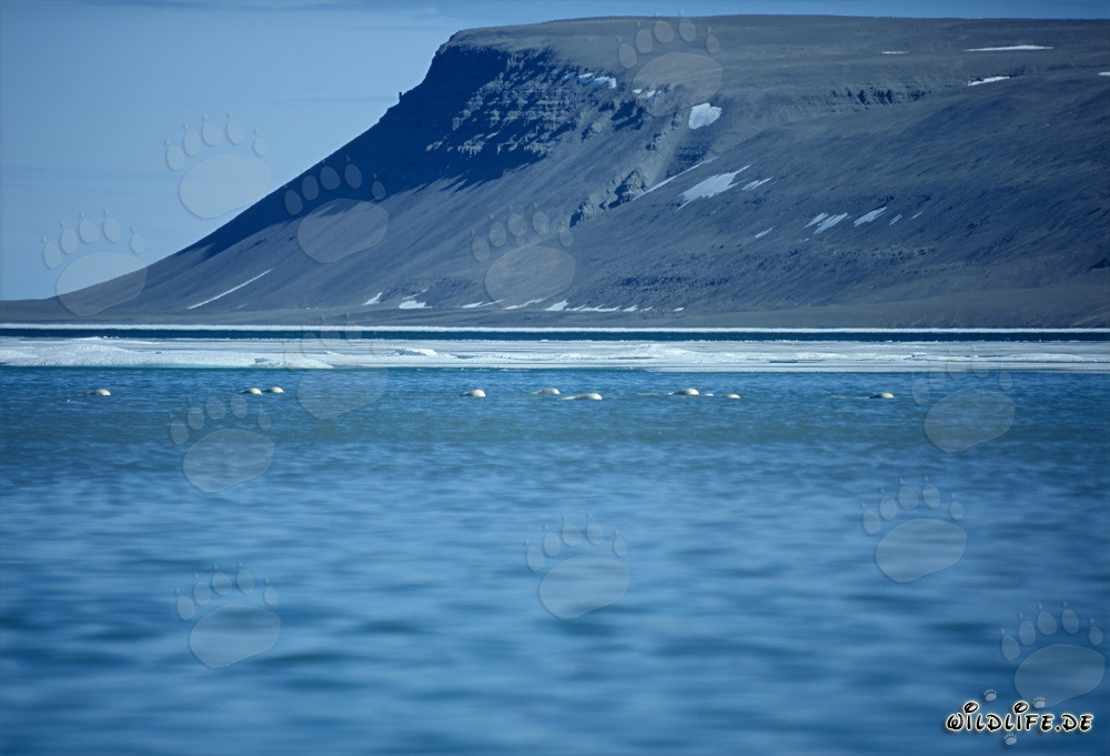 Belugas en el agua derretida en Cunningham Inlet