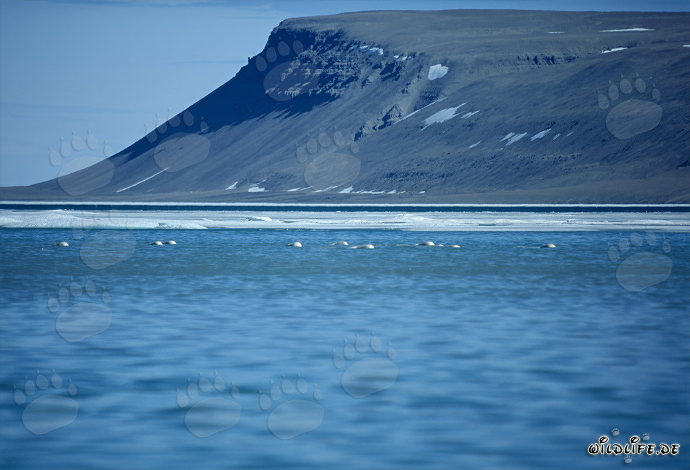 Bélugas dans l'eau de fonte à Cunningham Inlet