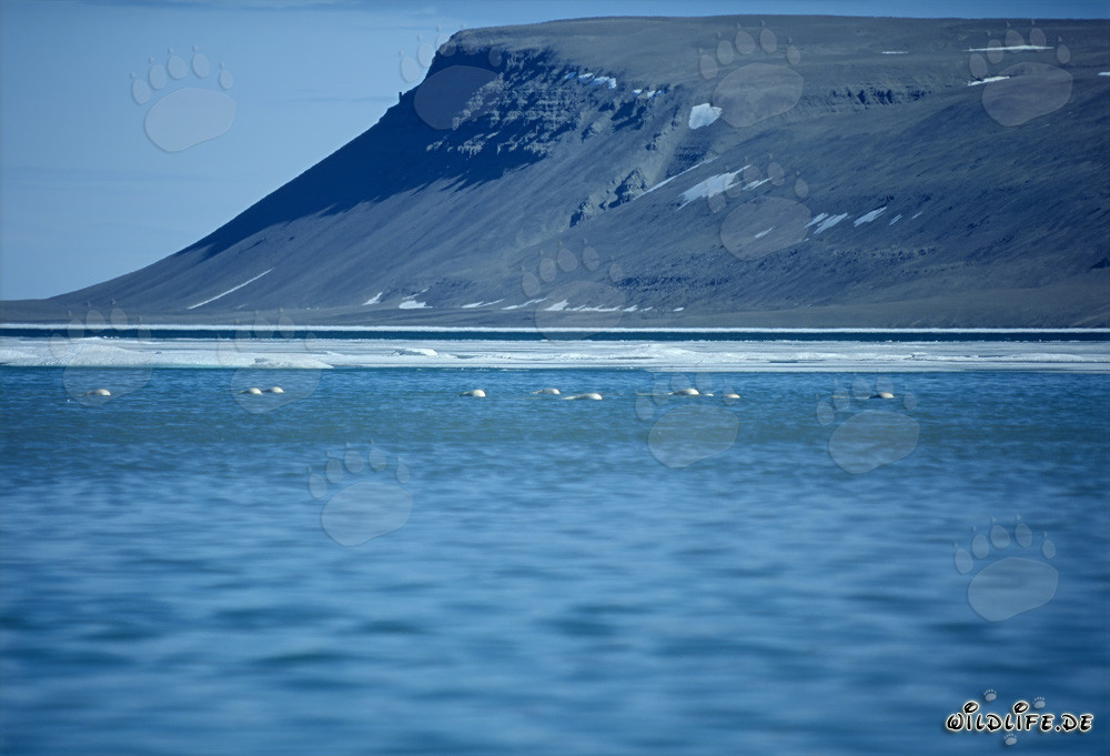 Belugas im Schmelzwasser am Cunningham Inlet