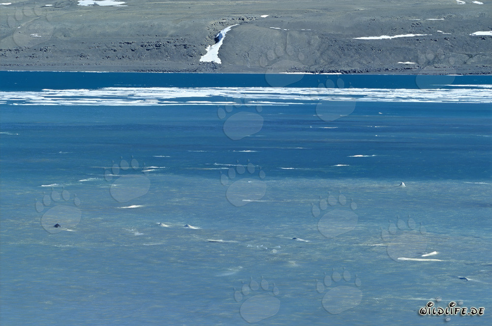 Avvistamento di beluga al Cunningham Inlet sull'isola di Somerset