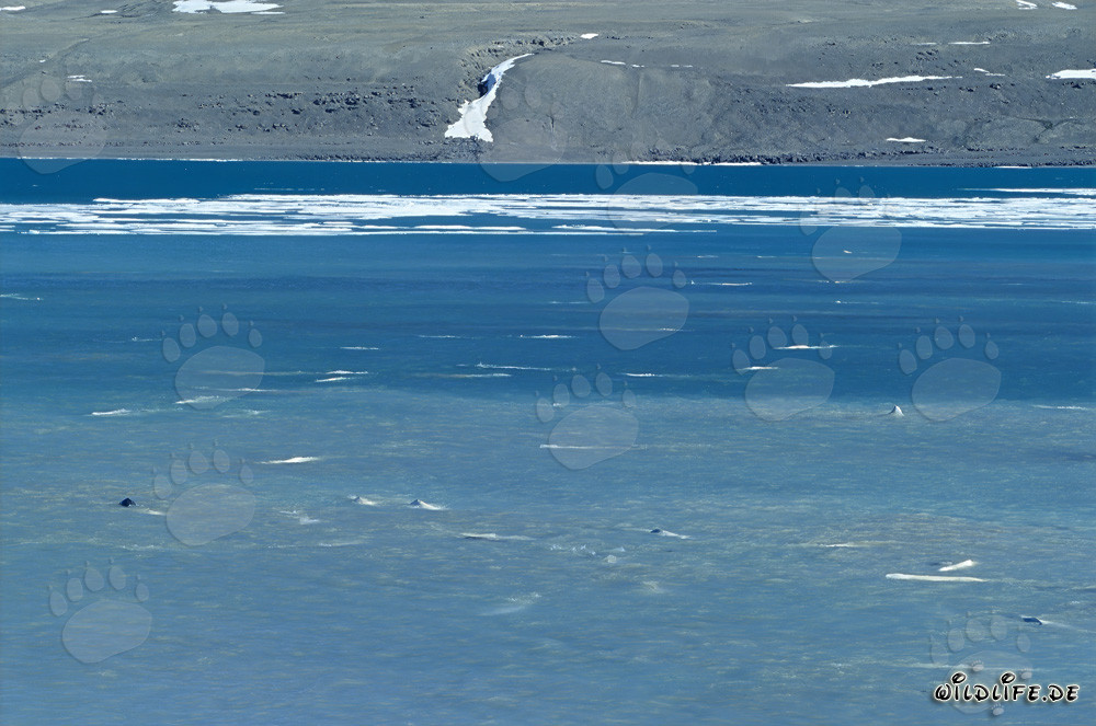 Beluga Whales Spotted at Cunningham Inlet on Somerset Island