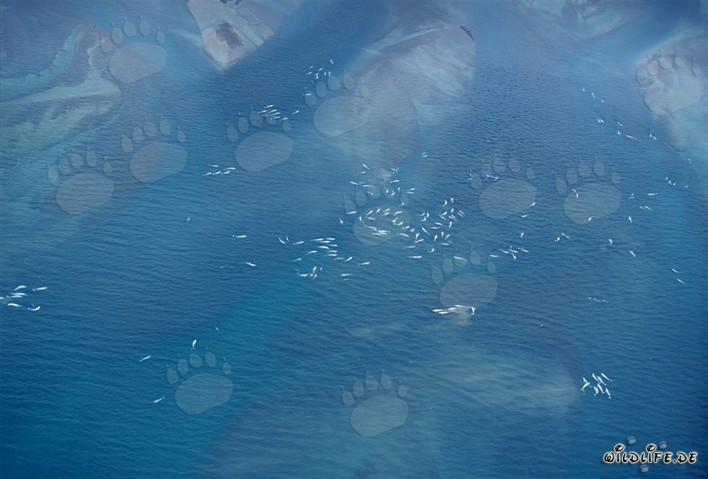 Balene beluga all'insenatura di Cunningham sull'isola di Somerset