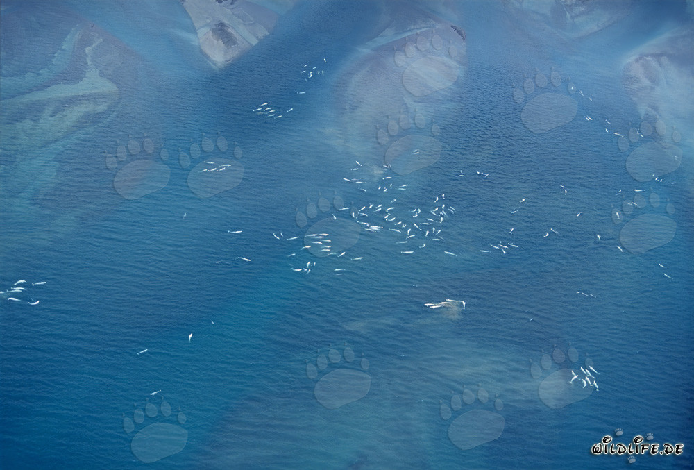 Ballenas beluga en la desembocadura de Cunningham en la isla de Somerset