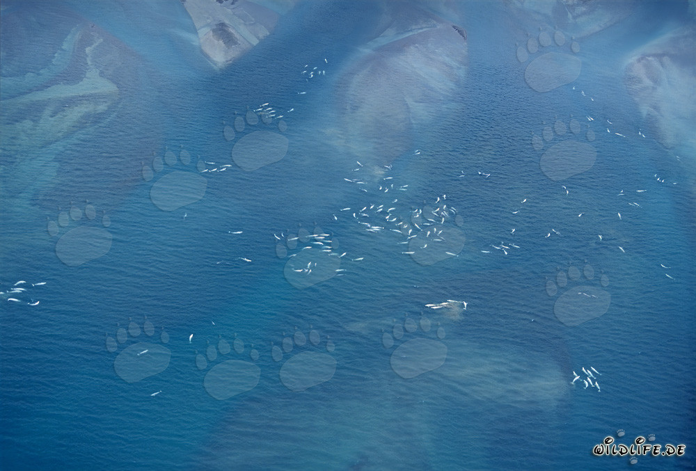 Beluga Whales at Cunningham Inlet on Somerset Island