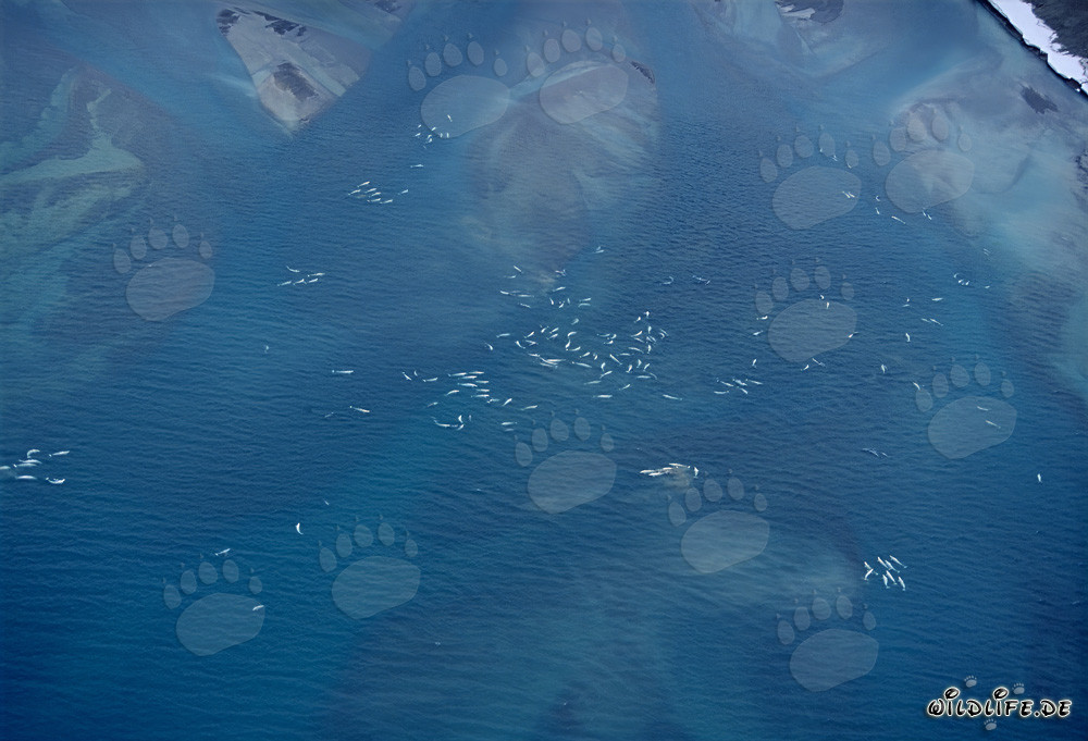 Imagen aérea de belugas en Cunningham Inlet en la isla de Somerset