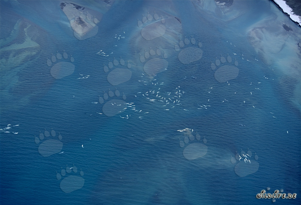 Prise de vue aérienne de bélugas au Cunningham Inlet sur l'île de Somerset