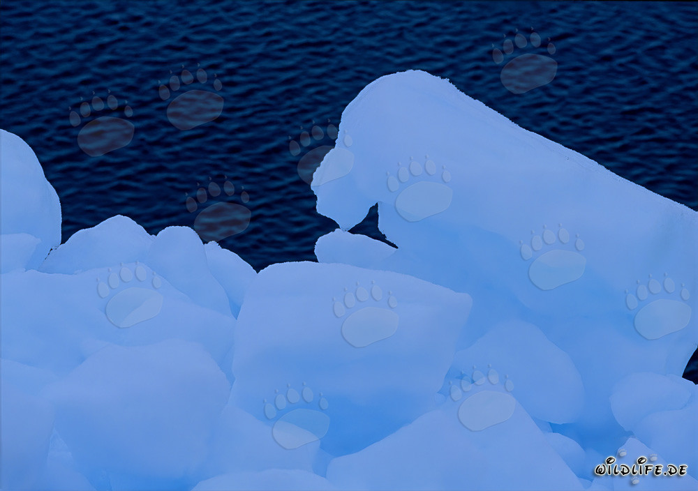 Ice Pack at Cape Anne