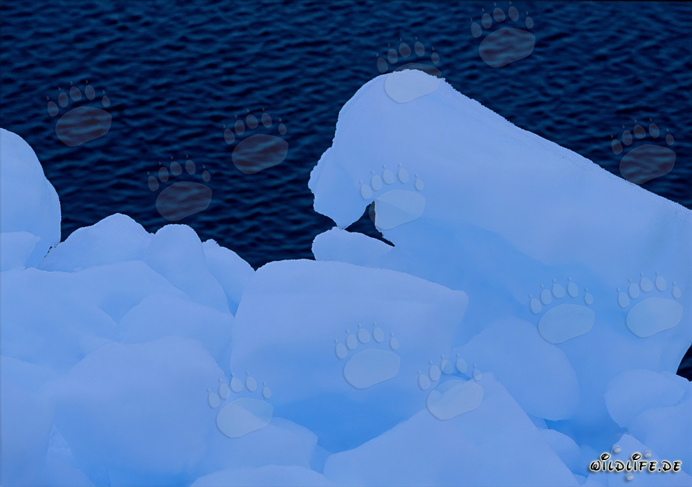 Banquise arctique au Cap Anne