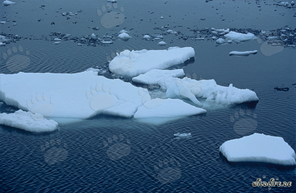 Banquise dérivante au Cap Anne dans l'Arctique canadien