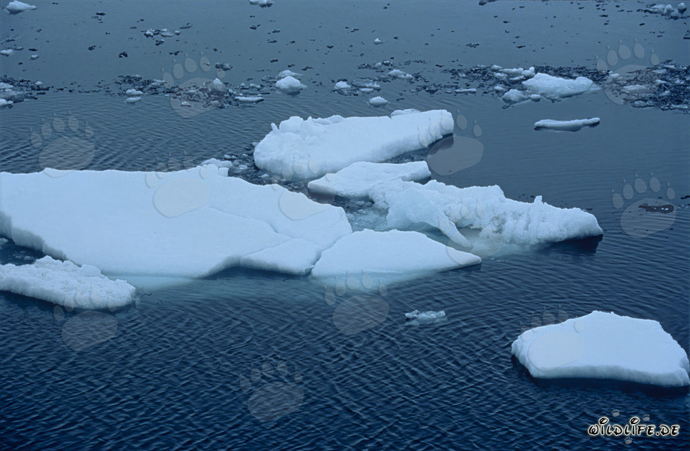 Drifting ice floes on Cape Anne in the Arctic of Canada