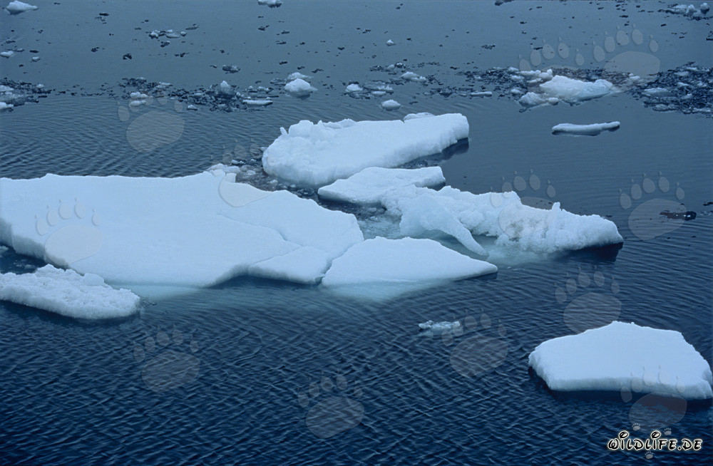 Témpanos flotantes en el Cabo Anne en el Ártico de Canadá
