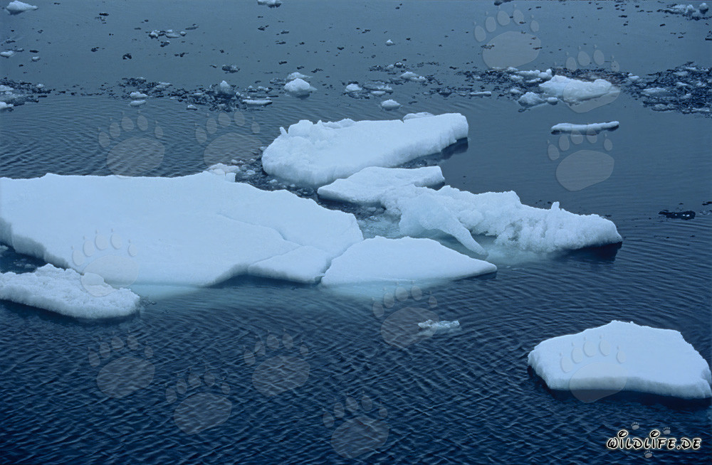 Treibende Eisschollen am Cape Anne in der Arktis von Kanada