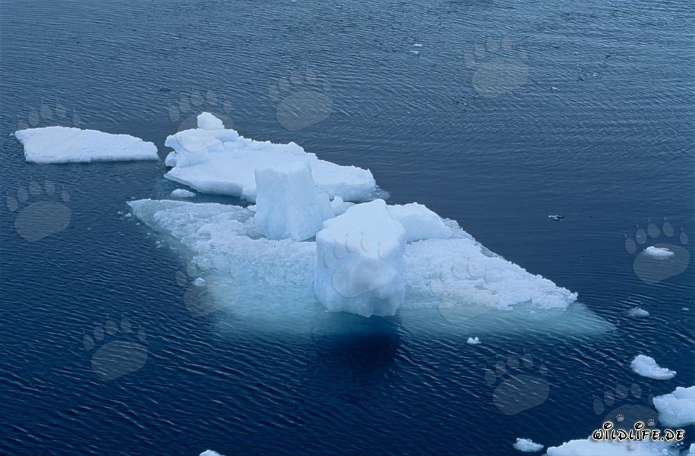 Eisschollen vor Cape Anne
