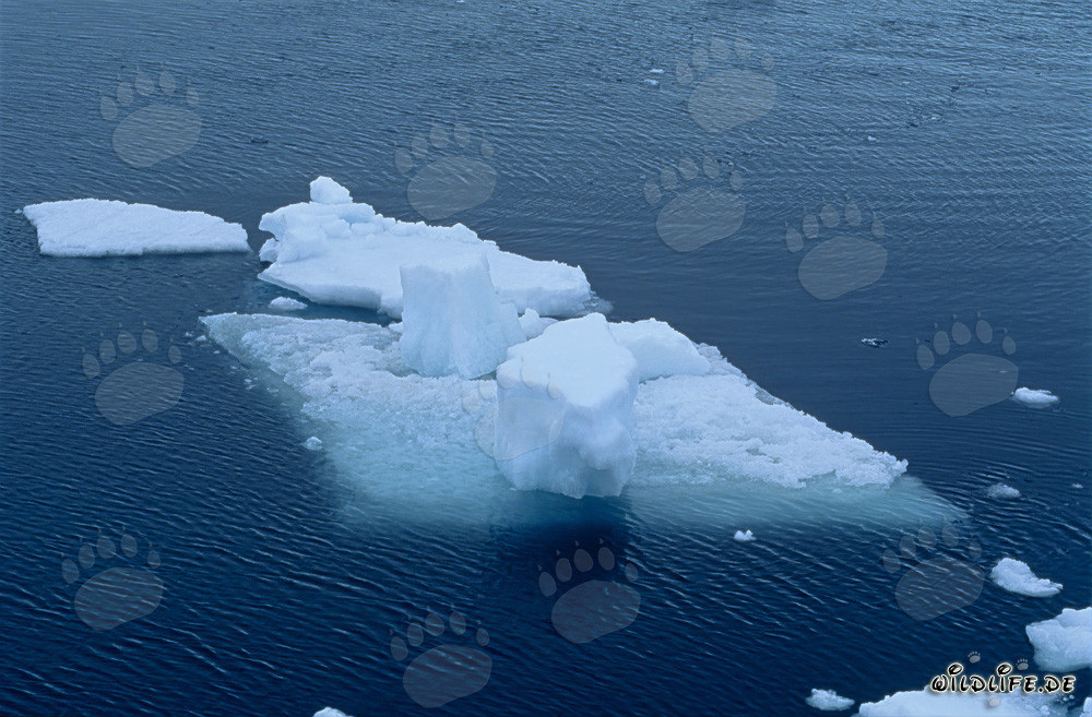 Témpanos de hielo frente a Cape Anne