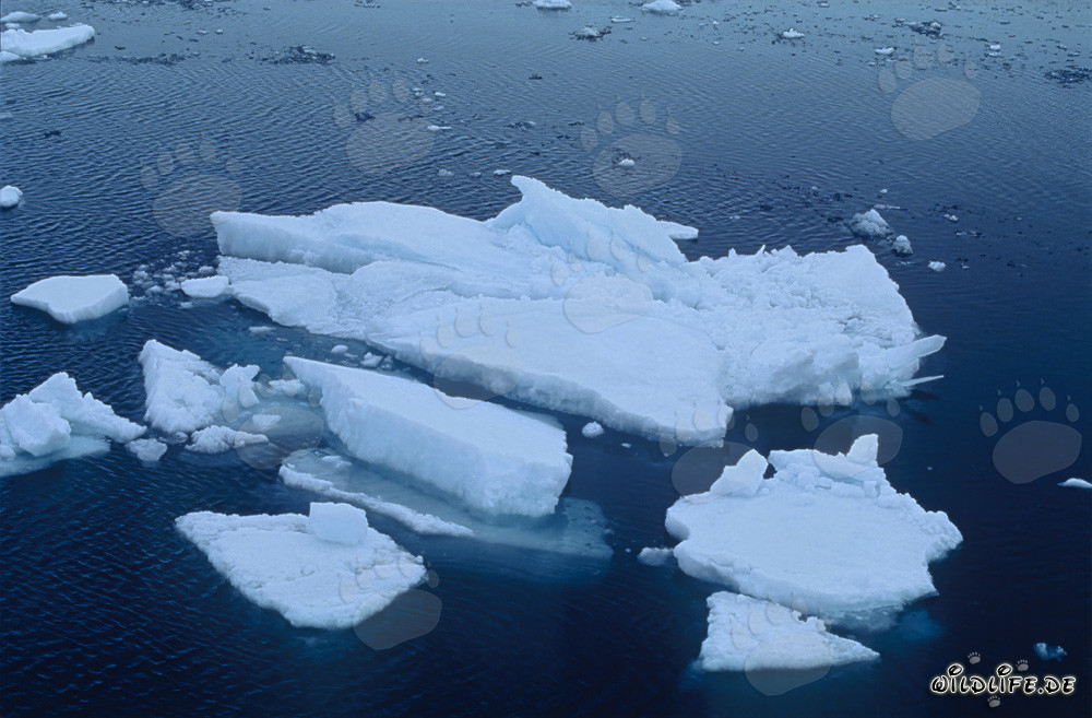 Icebergs en el Cabo Anne