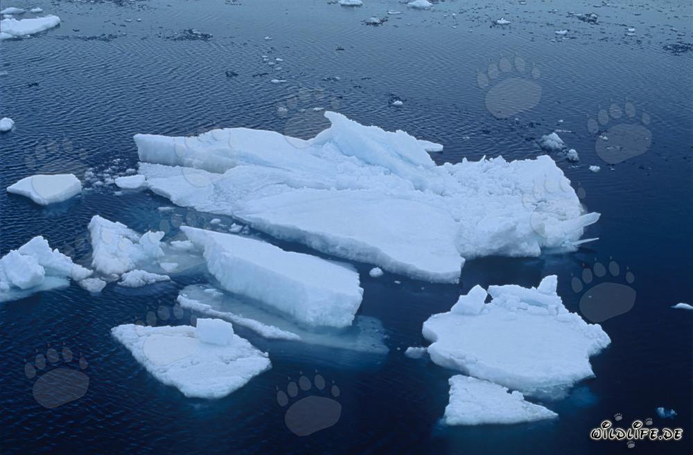 Sea Ice