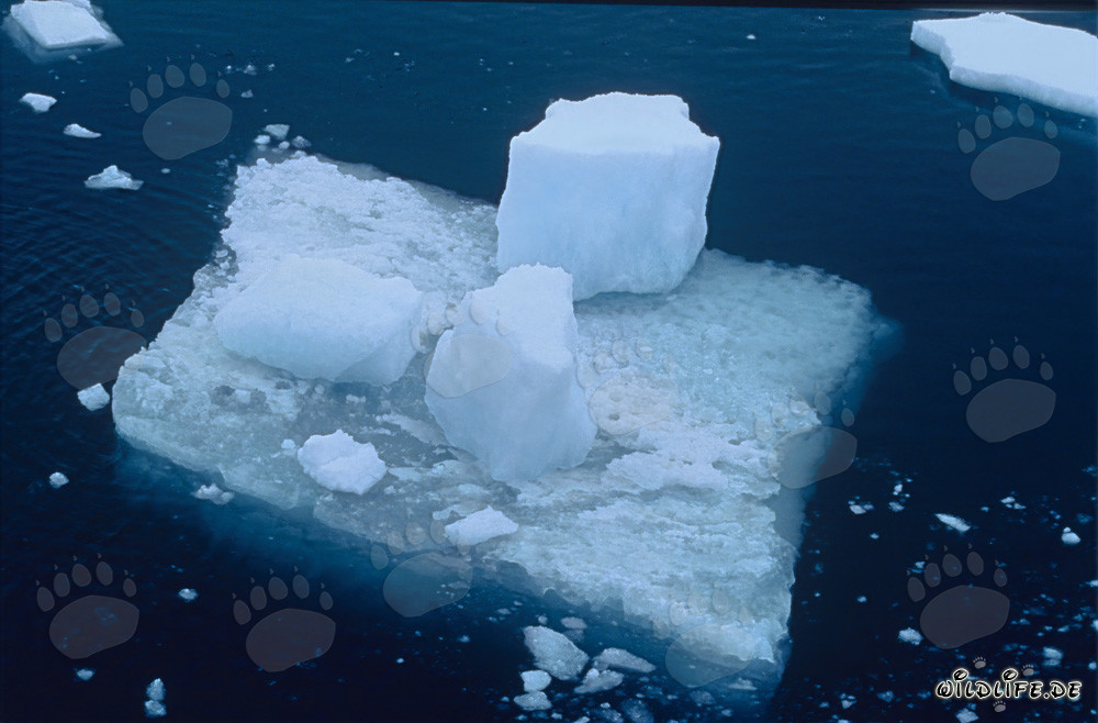 Malerische Eisscholle am Cape Anne