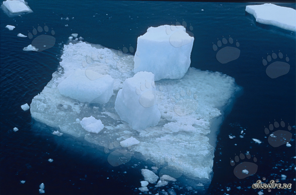 Picturesque small ice floe at Cape Anne