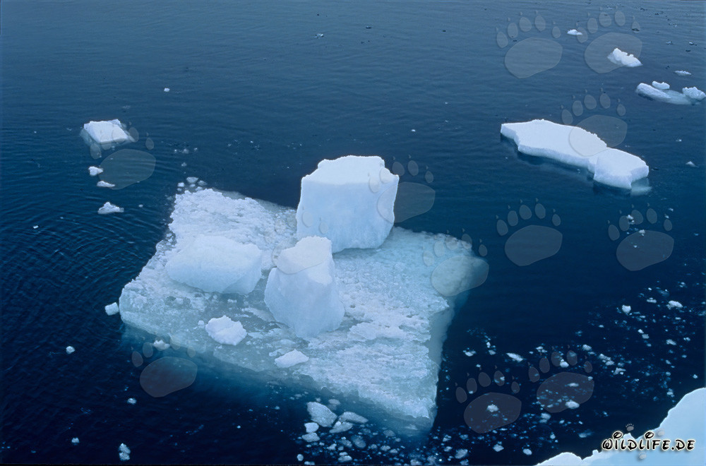 Eisscholle im Meer vor Cape Anne