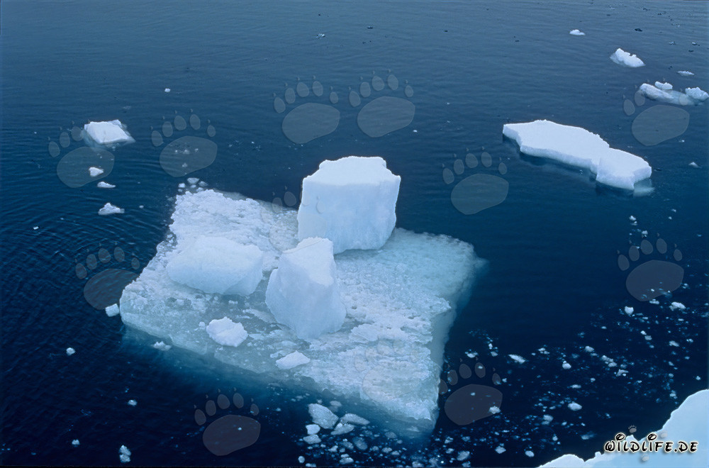 Ice Floe in the Sea off Cape Anne