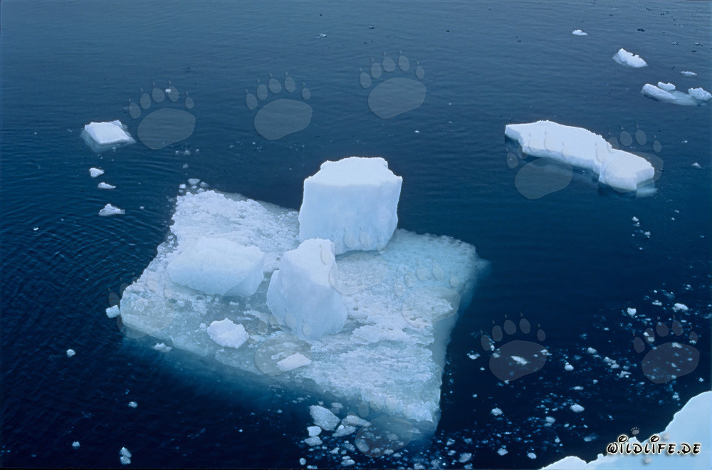 Témpano de hielo en el mar frente a Cape Anne